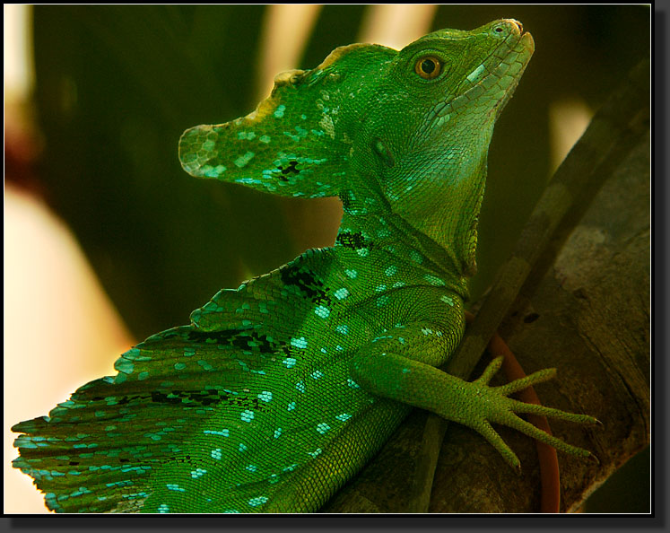 20061210-0035-Green-(Plumed)-Basilisk-Lizard-(Jesus-Christ-Lizard),-Serpentarium,-Selvatura