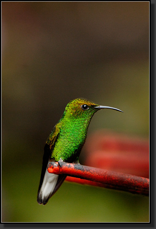 20061210-0049-Coppery-headed-Emerald-Hummingbird,-Santa-Elena