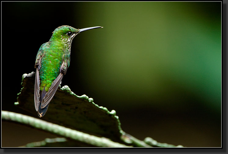 20061210-0054-Green-crowned-Brilliant,-Female,-Santa-Elena