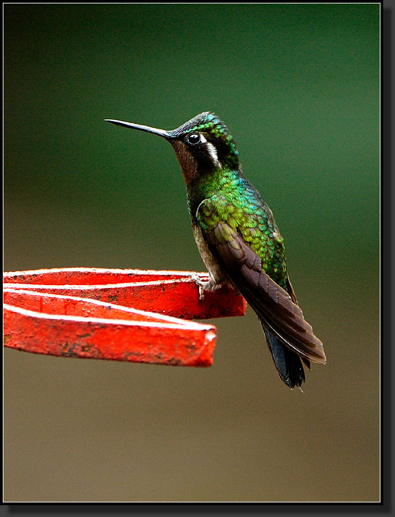 20061210-0058-Purple-throated-Mountain-gem,-Male,-Santa-Elena