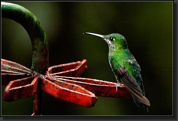 20061210-0064-Green-crowned-Brilliant,-Female,-Santa-Elena