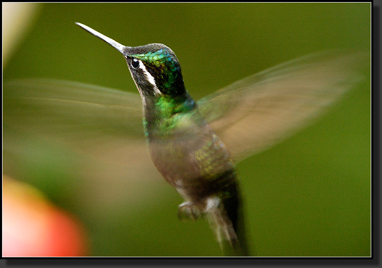 20061210-0069-Purple-throated-Mountain-gem,-Santa-Elena