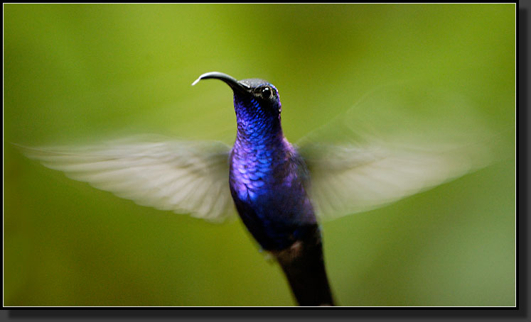 20061210-0070-Violet-Sabrewing-Hummingbird,-Santa-Elena