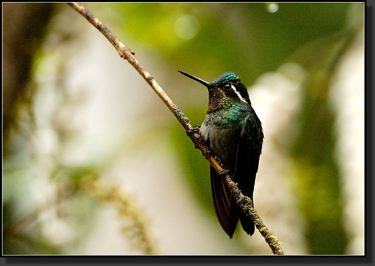 20061210-0074-Purple-throated-Mountain-gem,-Santa-Elena