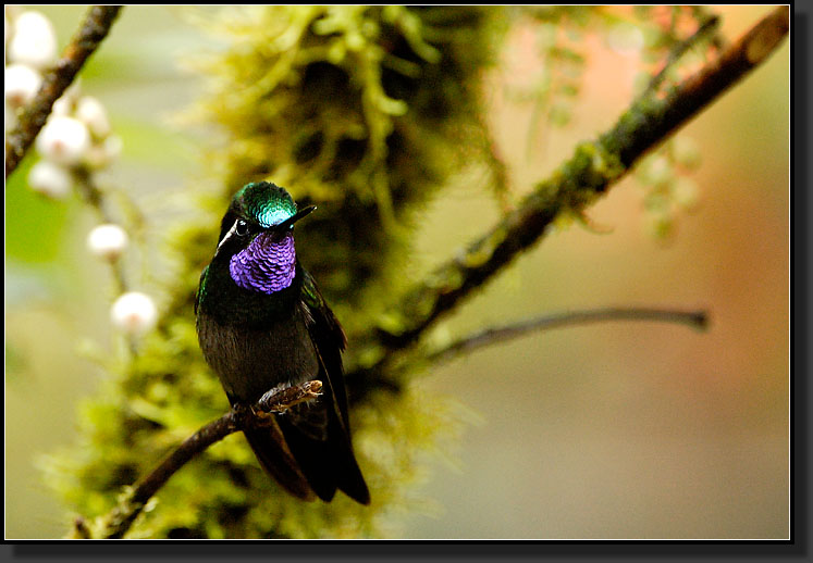 20061210-0077-Purple-throated-Mountain-gem