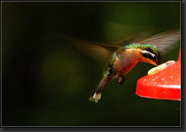 20061210-0084-Purple-throated-Mountain-gem,-Female,-Santa-Elena