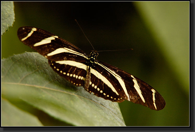 20061211-0005-Zebra-Longwing,-Santa-Elena