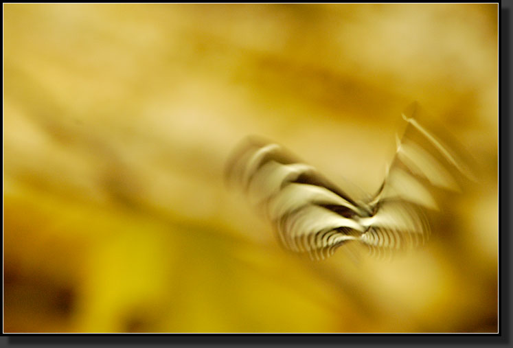 20061211-0009-Zebra-Longwing-in-Flight