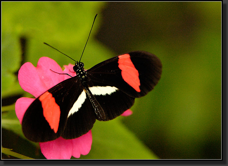 20061211-0018-Crimson-patched-Longwing