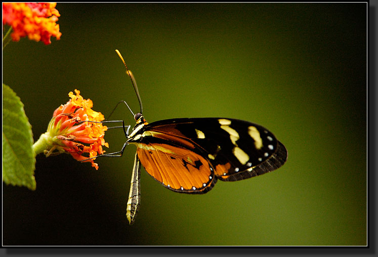 20061211-0026-Tiger-Longwing