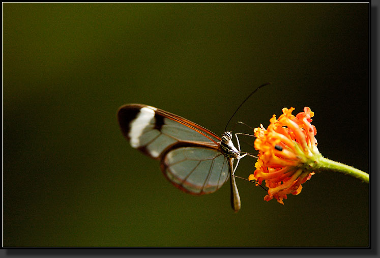 20061211-0028-Greta-Oto-(Glasswing)-Butterfly