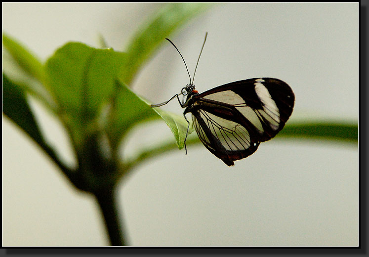 20061211-0032-Clearwing-Butterfly