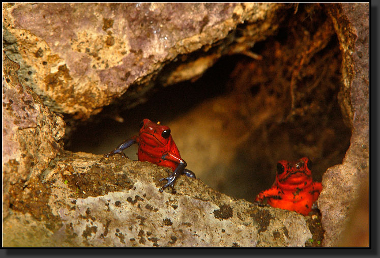 20061211-0064-Strawberry-Poison-Dart-Frogs,-Santa-Elena