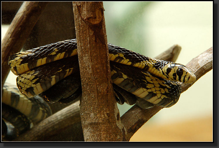 20061211-0073-Tropical-Rat-Snake,-Santa-Elena