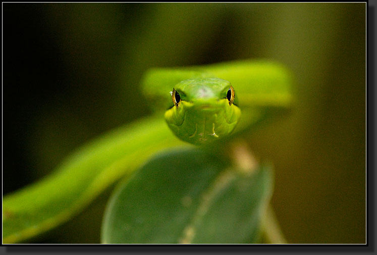 20061211-0089-Green-Vine-Snake