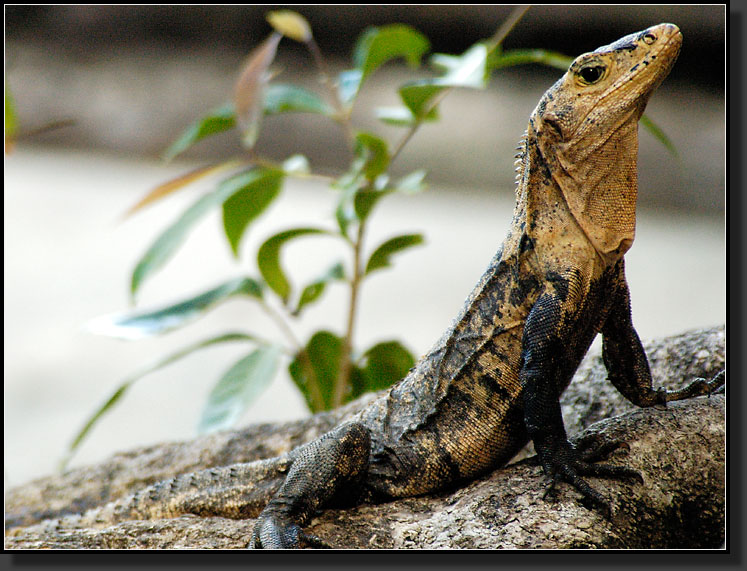 20061213-0011-Spiny-tailed-(Black)-Iguana,-Manuel-Antonio