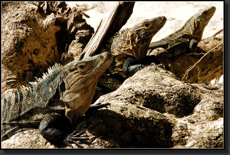 20061213-0028-Spiny-tailed-Iguanas