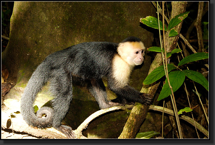 20061213-0041-White-faced-Capuchin-Monkey