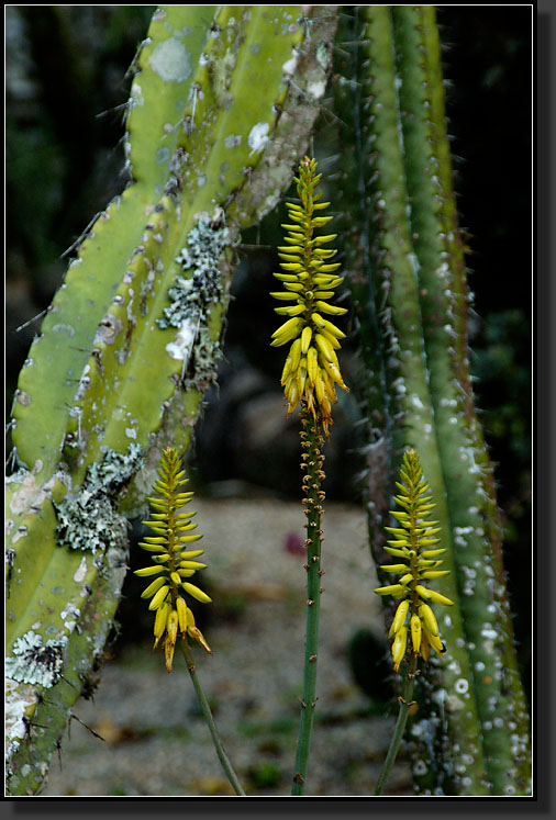 20061215-0006-Jardin-Botanico-Lankester