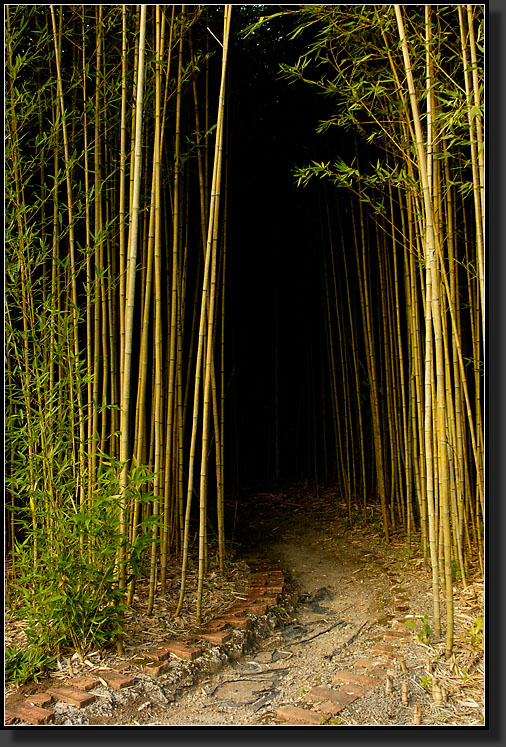 20061215-0022-Bamboo-Tunnel