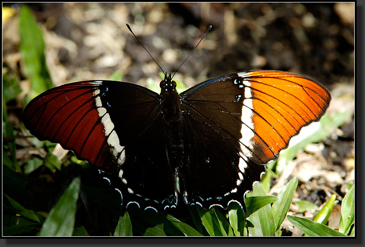 20061216-0018-Rusty-tipped-Page-Butterfly-(Siproeta-Epaphus)