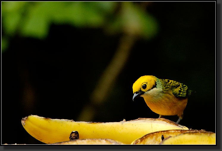 20061208-0014-Silver-throated-Tanager,-La-Paz-Gardens