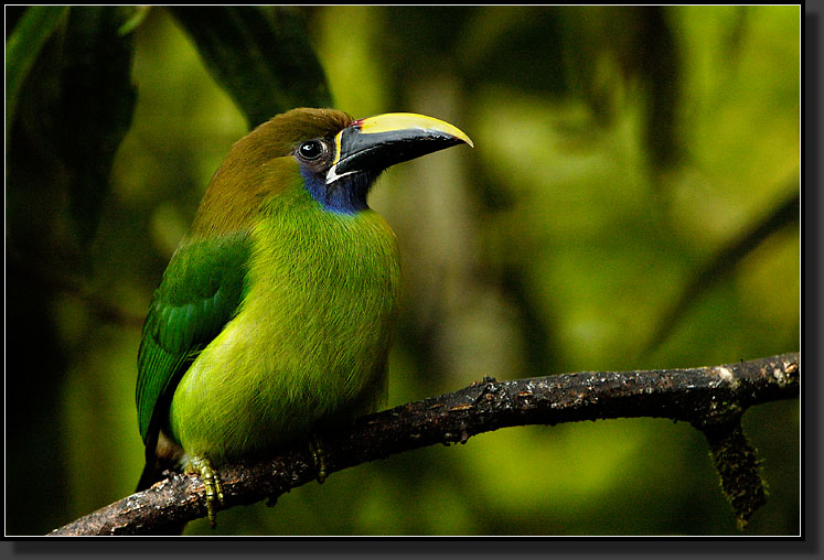 20061208-0043-Emerald-Toucanet,-La-Paz