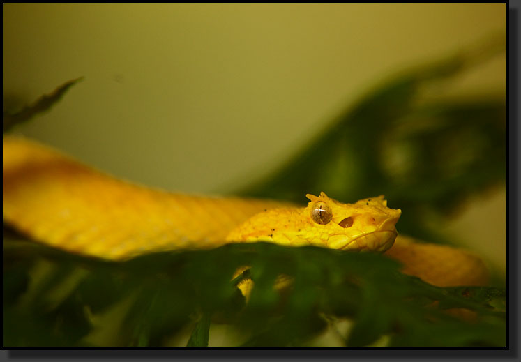 20061210-0024-Eyelash-Pit-Viper,Serpentarium,-Selvatura