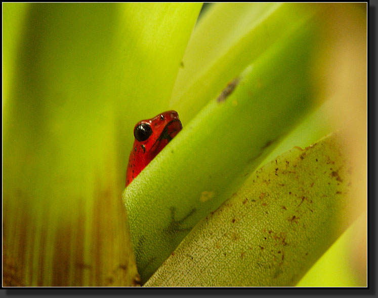 20061210-0044-Strawberry-Poison-Dart-Frog,-Selvatura