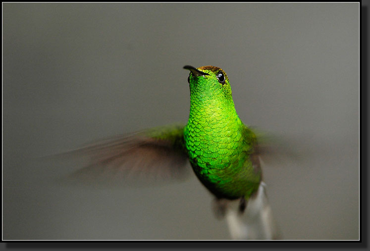 20061210-0157-Coppery-Headed-Emerald-Hummingbird,-Santa-Elena