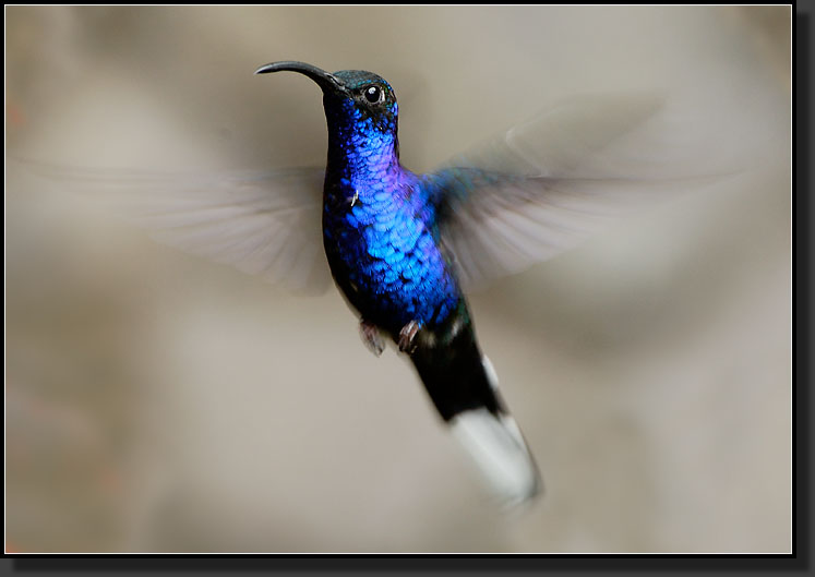 20061210-0253-Violet-Sabrewing-Hummingbird,-Santa-Elena