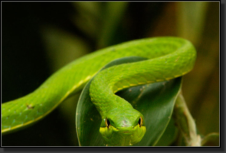 20061211-0090-Green-Vine-Snake,-Santa-Elena