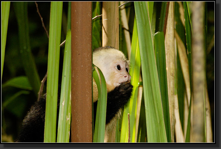 20061213-0042-White-faced_Capuchin_Monkey,_Manuel_Antonio_NP