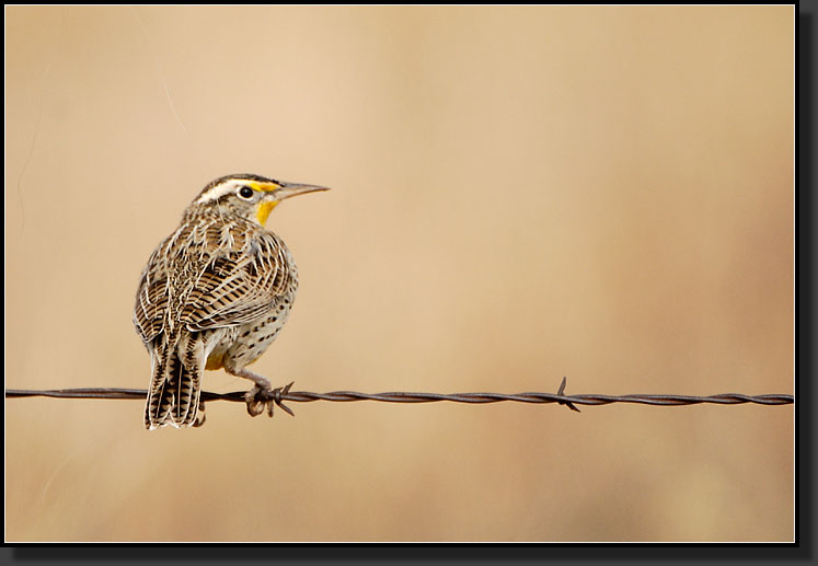 20061224-0052-Meadowlark