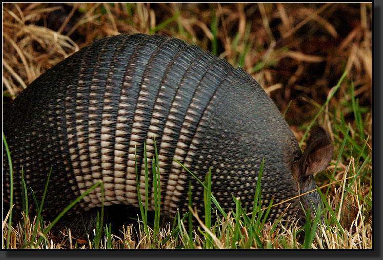 20061230-0005-Armadillo,-Aransas-NWR