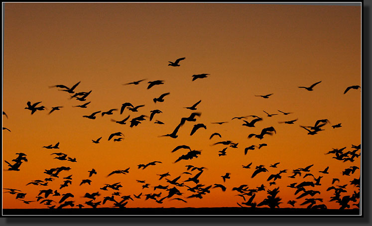 20061225-0003-Snow-Geese-Arriving-at-Sunrise,-Bosque-del-Apache-NWR