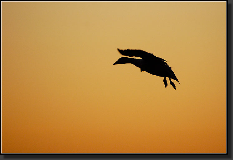 20061225-0019-Snow-Goose