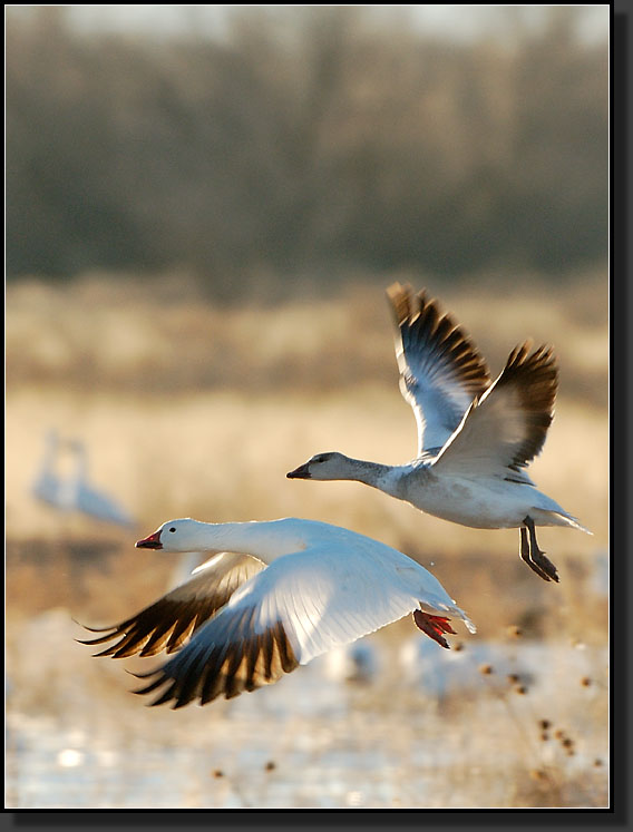 20061225-0111-Snow-Geese