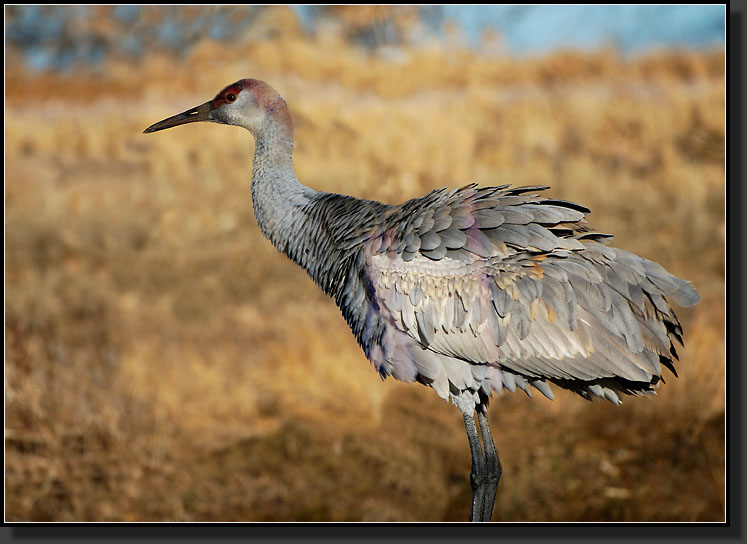 20061225-0133-Sandhill-Crane