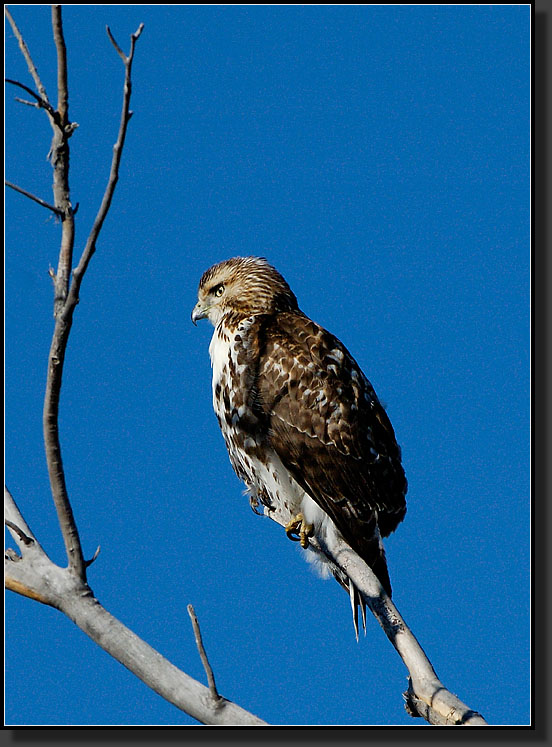 20061225-0153-Red-Tailed-Hawk