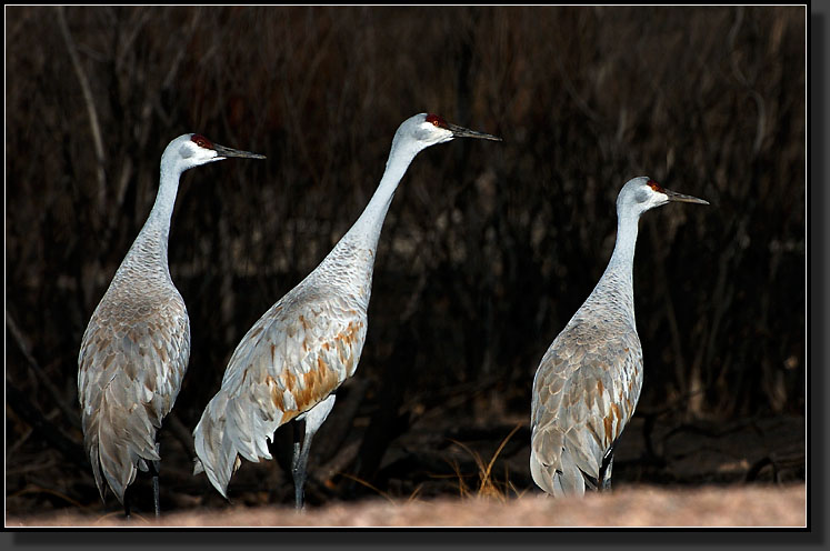 20061225-0175-Sandhill-Cranes