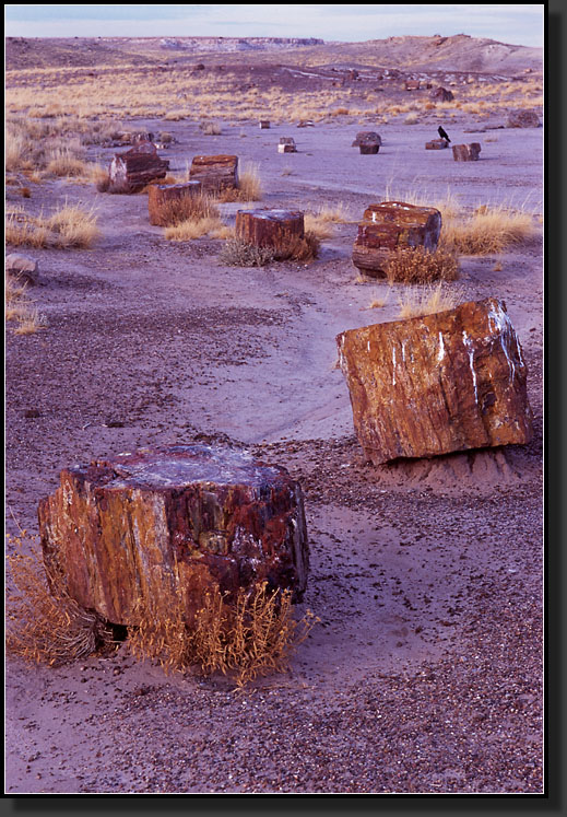 20061226-225-Petrified-Forest-NP-AZ