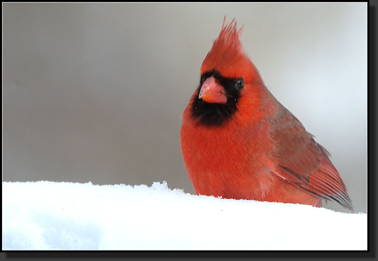 20070317-0007-Cardinal