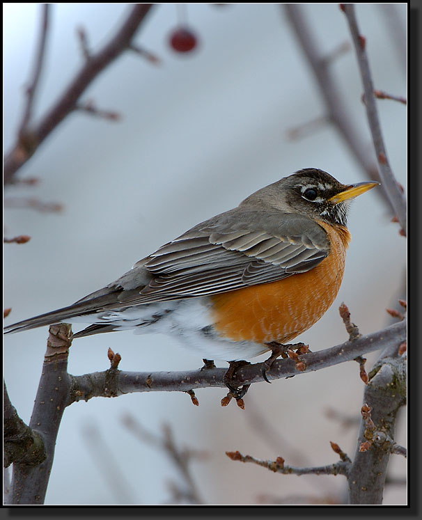 20070317-0013-Robin