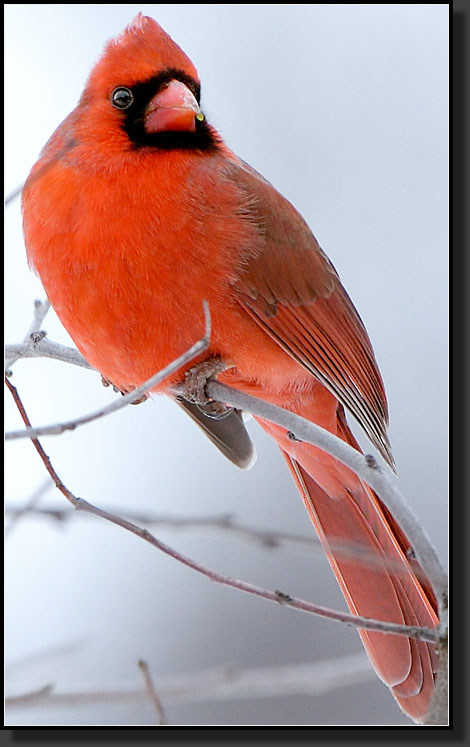 20070317-0054-Cardinal