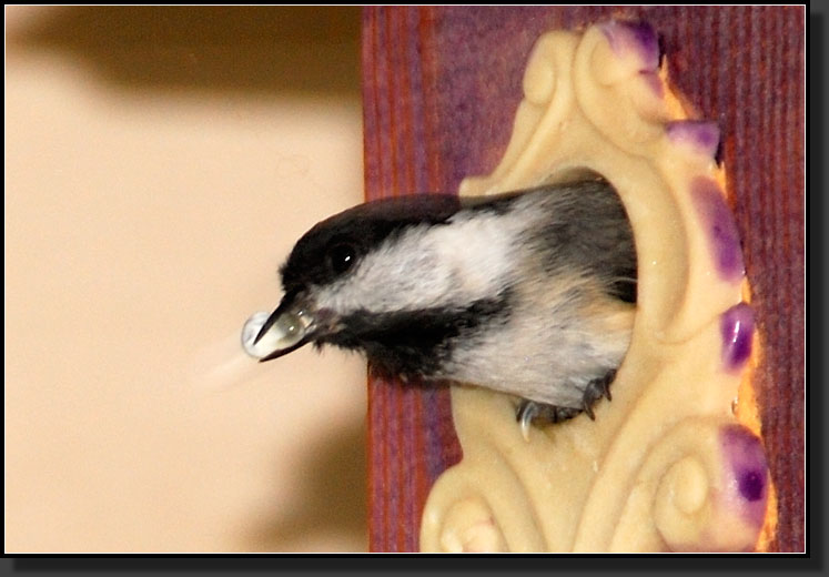 20070515-1036-Chickadee_Removing_Fecal_Sac_From_Nest