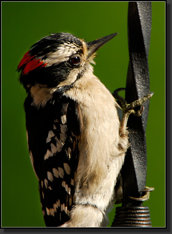 20070609-1285-Downy-Woodpecker