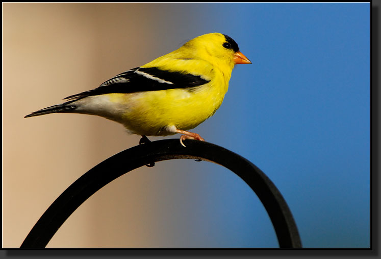 20070610-1299-Goldfinch