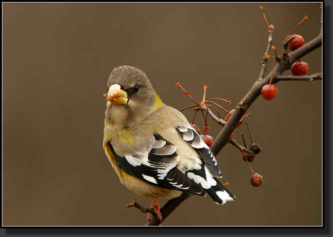 20071215-4800-Grosbeak