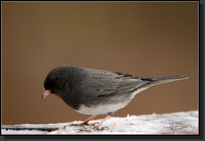 20071231-5492-Junco